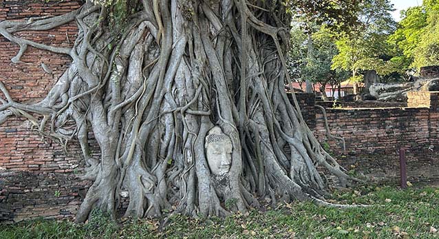 Buddha Head Wat Mahathat