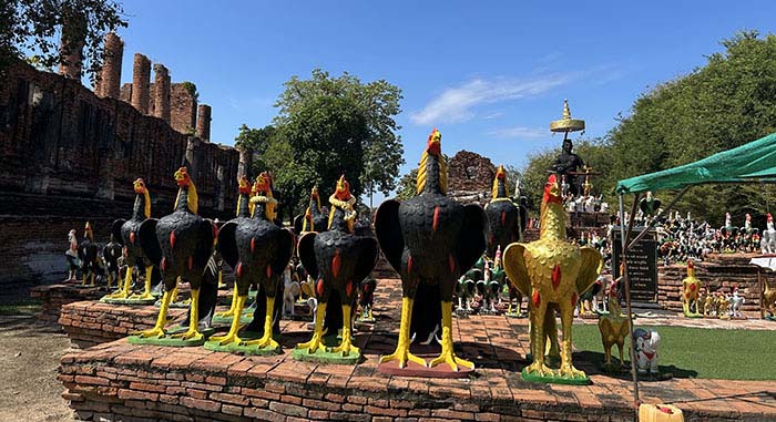 Rooster at Wat Thammikarat