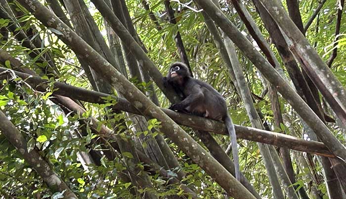 Dusky Langur