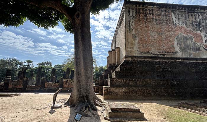 mango tree at Wat Si Chum