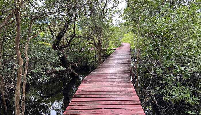 Salak Phet Mangrove Forest