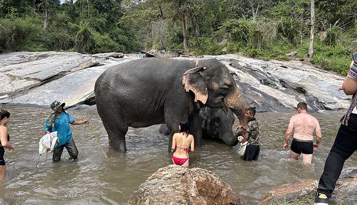 Bathing with elephants