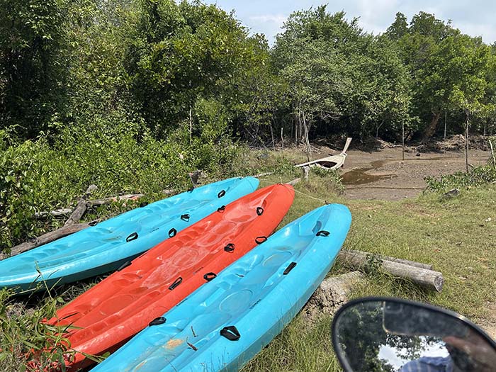 Kayak Mangrove forest