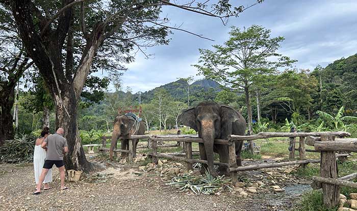 Elephant Camp