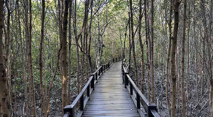 Mangrove forest walkway