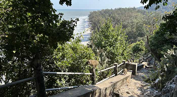 Monkeys on the trail near Laem Sala Beach