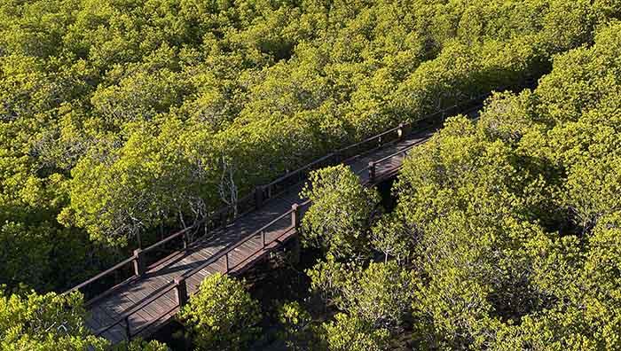 Pran Buri Forest Park view from observation deck
