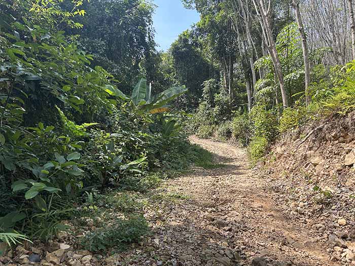 Rubber Plantation Yao Yai