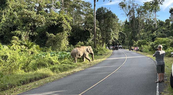 elephants cross the road Khao Yai