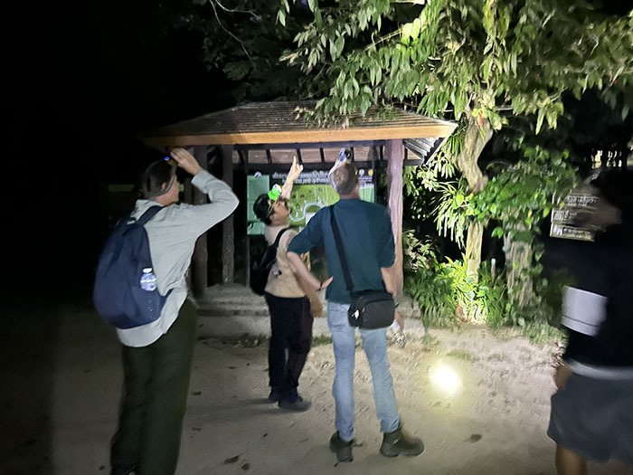 Night Safari Khao Sok
