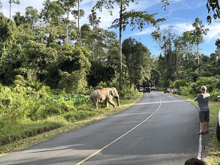 Wild Elephant Crossing the road 