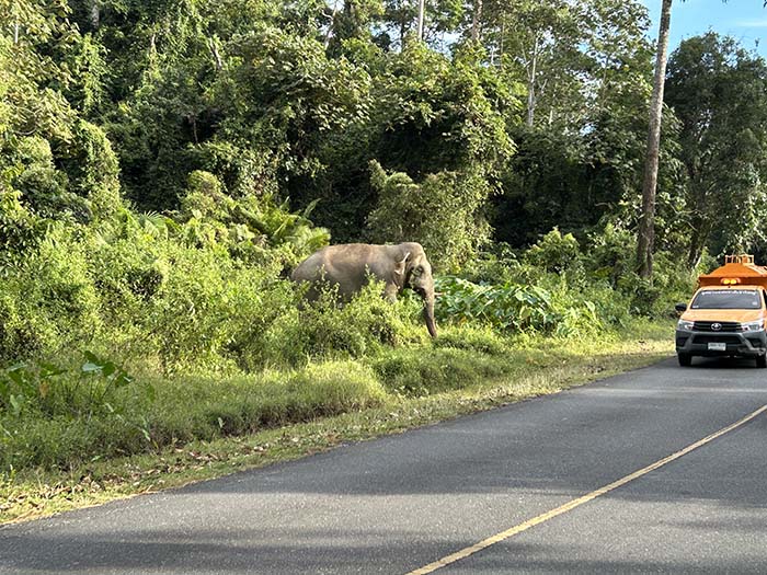 Wild Elephant Khao Yai National Park