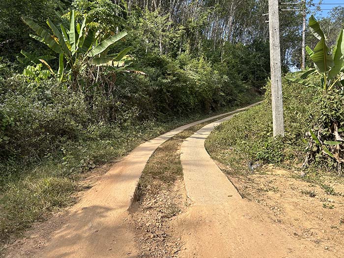 Road to Mankei Bay and Big Tree