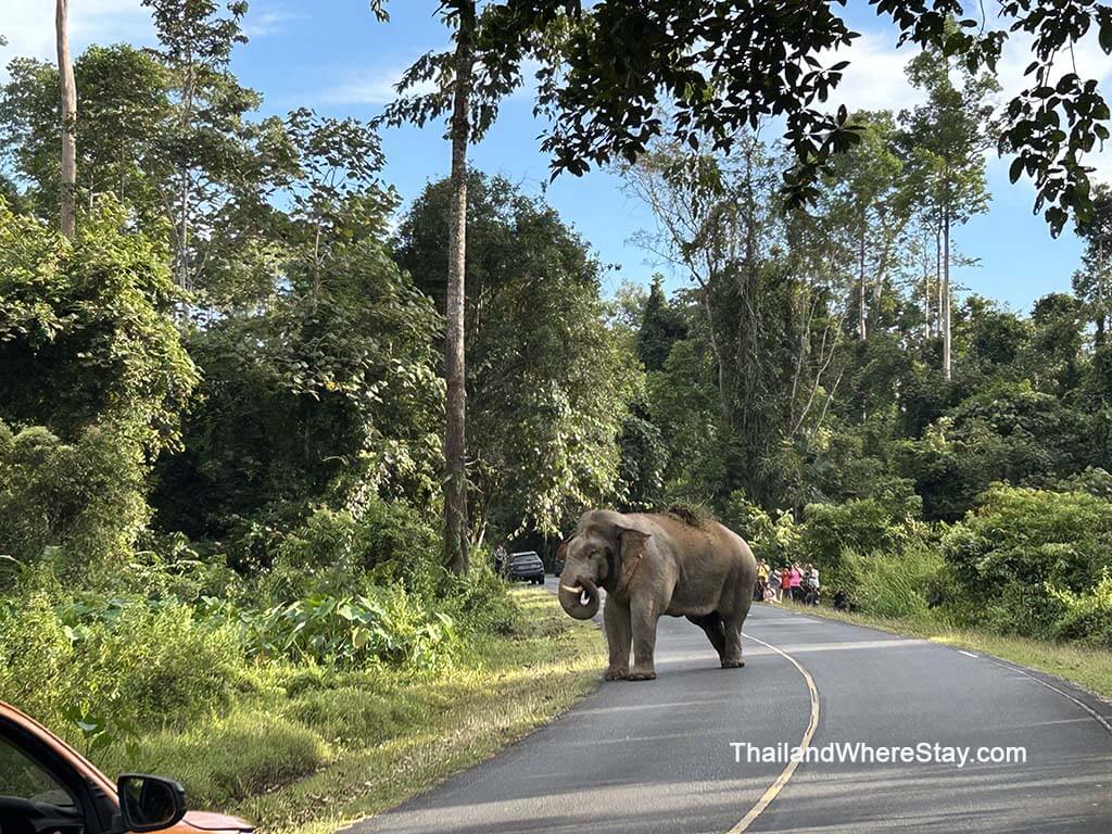 Wild elephant crossing the road Khao Yai