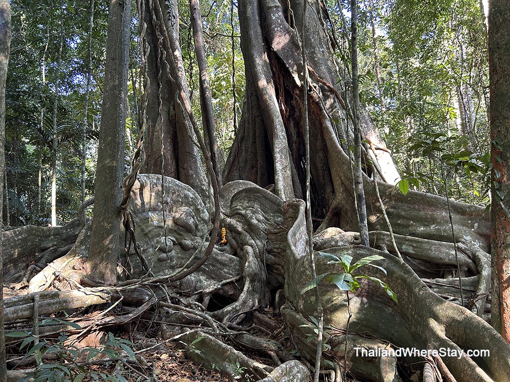 ancient trees Koh Kood