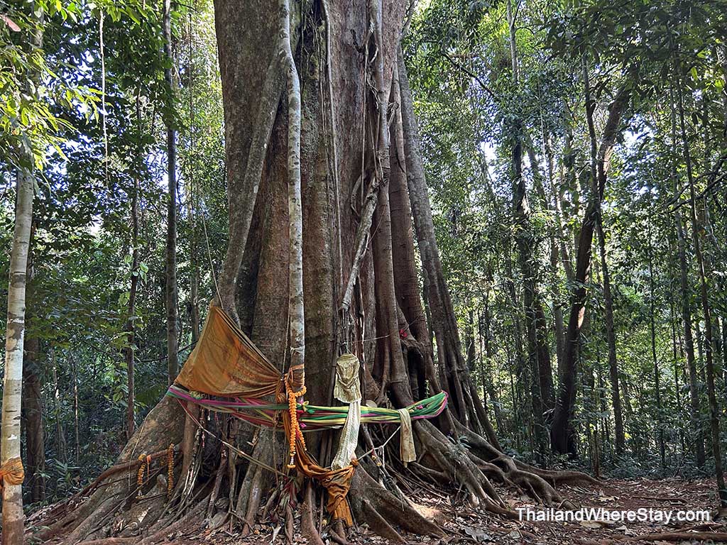 Ancient tree Koh Kood