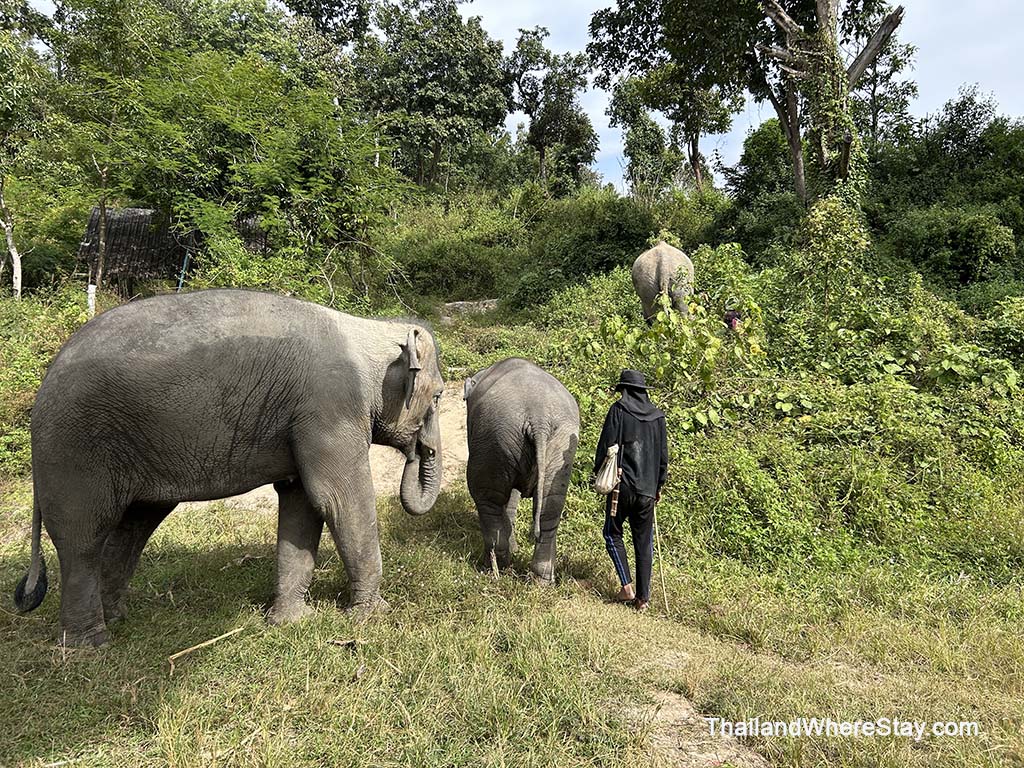 Elephant Santuary in Chiang Mai