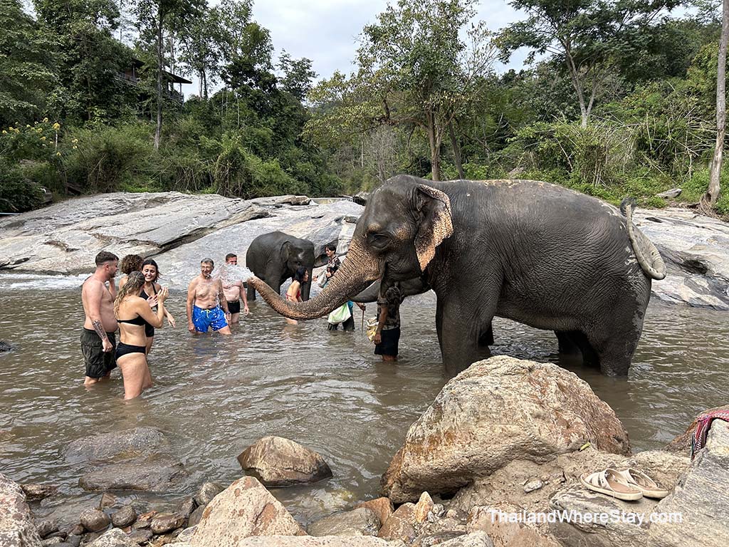 Elephant Santuary Chiang Mai