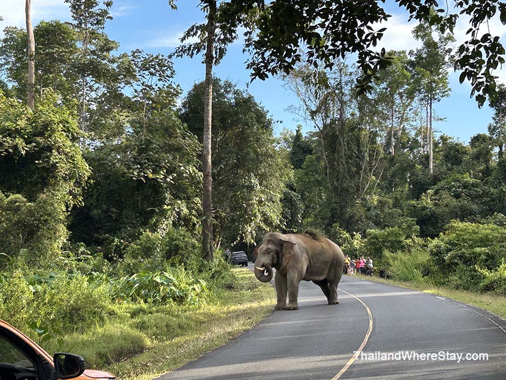 Khao Yai vs KHao Sok
