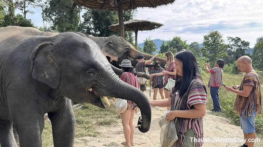 Elephant feeding Chiang Mai